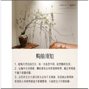 山归来鲜切枝蔷薇果干花水培植物水养插画花卉植物南蛇藤干花植物