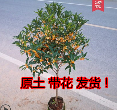 四季树苗植物庭院浓香型嫁接桂花