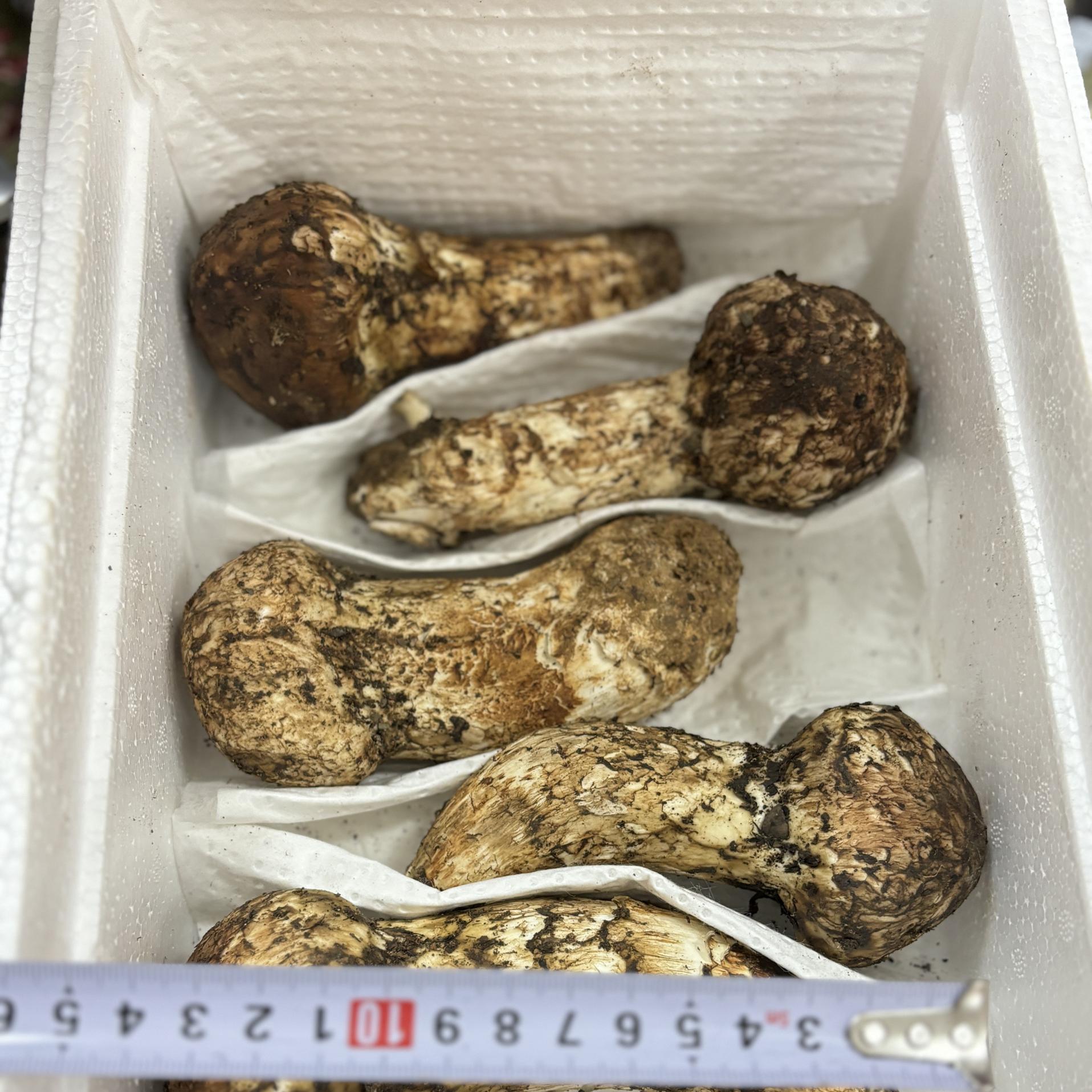 2026新鲜松茸雅江纯野生松茸产地直销13以上特级未开伞松茸王