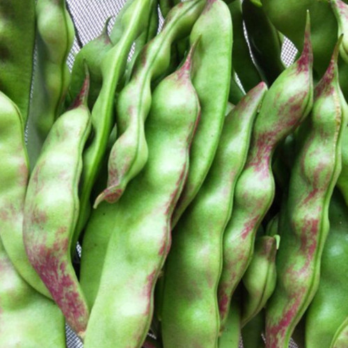 蔬菜东北油豆角大全种籽