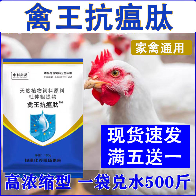 禽王抗瘟肽鸡鸭鹅鸽家禽用抗病毒流感鸡呆立鸡温鸡病摇头呼噜鸡药