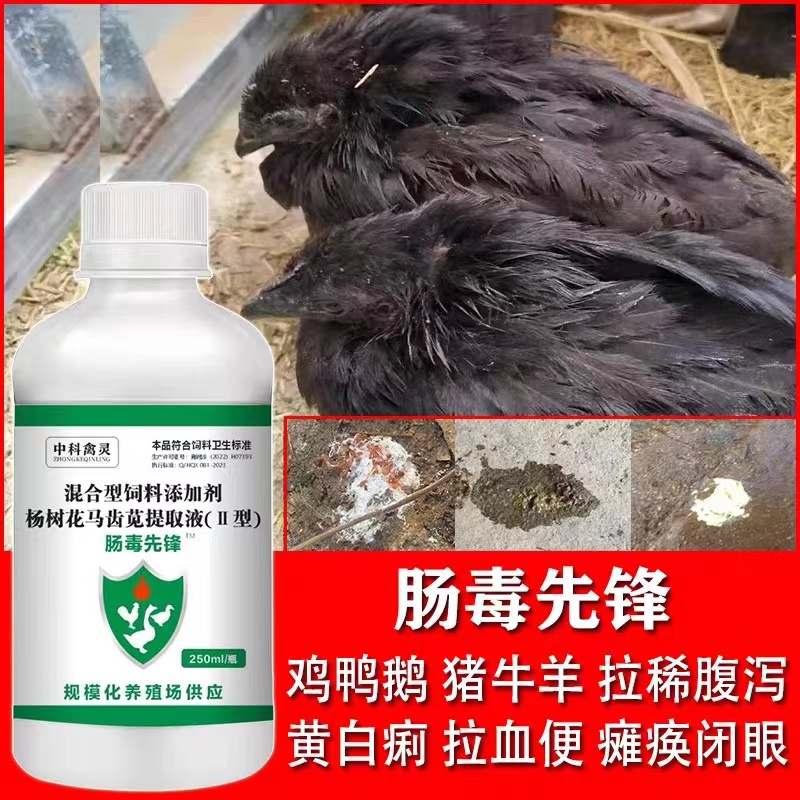 兽用肠毒肠独先锋鸡药鸭鹅重症肠炎肠毒白痢水便缩头感冒发烧拉稀