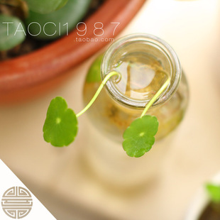 zakka玻璃瓶子花瓶小清新透明水瓶DIY创意花器客厅养花插花摆件