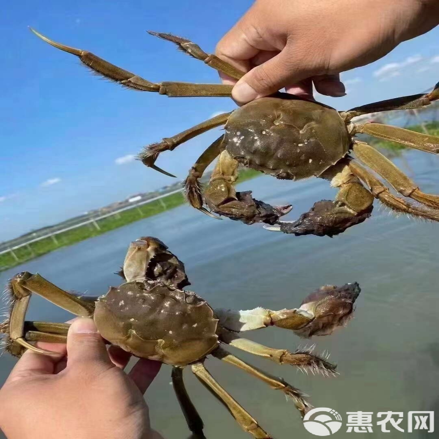 大螃蟹大闸蟹刁汊湖螃蟹礼盒鲜活全母全公4两公蟹3两母蟹湖北特产