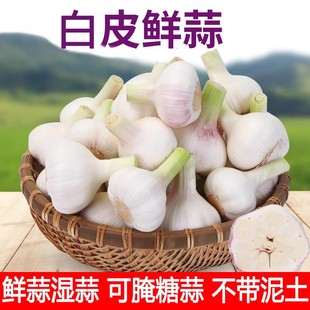 2025年新鲜大蒜头现货鲜蒜湿蒜腌糖蒜山东挖白皮新嫩蒜生鲜蒜青蒜