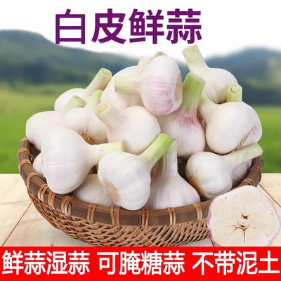 苍山白皮鲜蒜新鲜湿蒜嫩蒜腌制