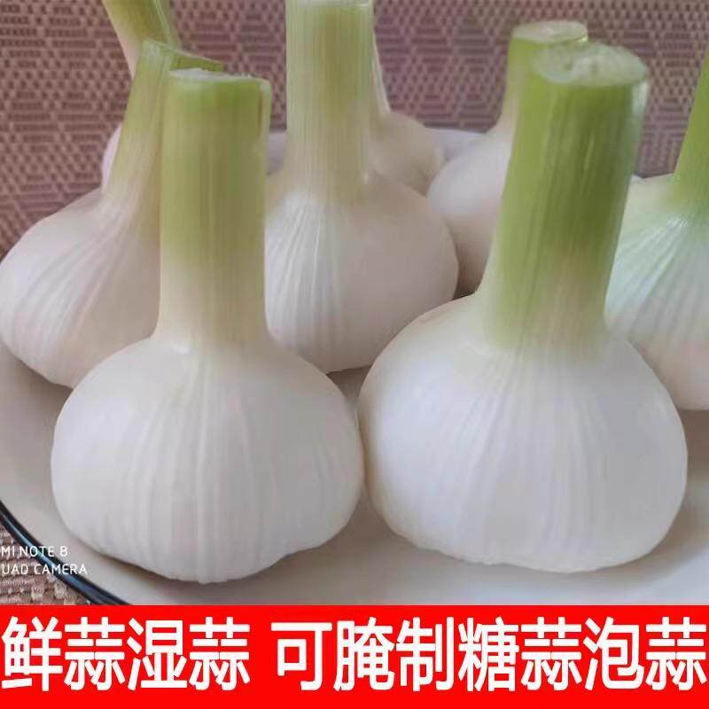 鲜蒜湿蒜大蒜头新嫩腌制糖蒜现挖