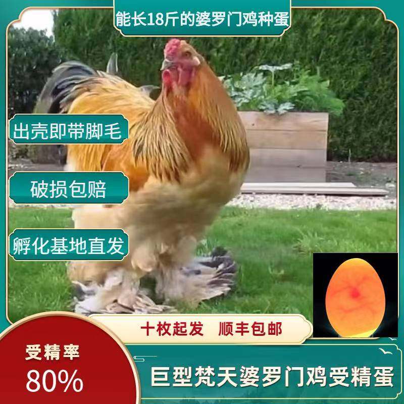 巨型梵天婆罗门鸡受精蛋纯种可孵化种蛋大体鸡
