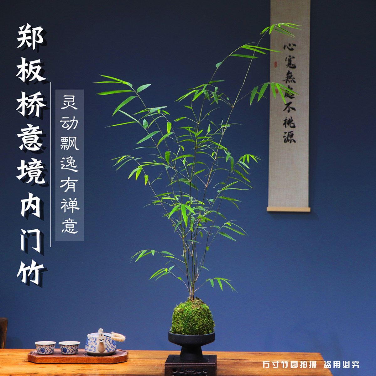 水培款内门竹正宗台湾内门竹盆景盆栽竹室内绿植办公室茶桌书桌