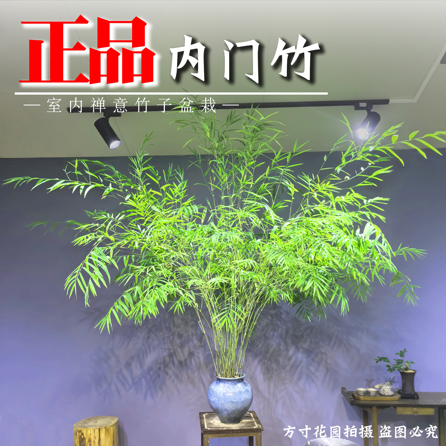 大高飘台湾正宗内门竹盆栽客厅茶几观叶植物丛生好养活绿植竹子