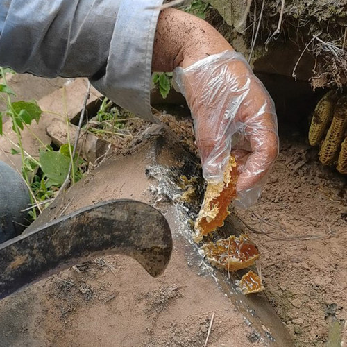 野生蜂蜜500g广西百花蜜