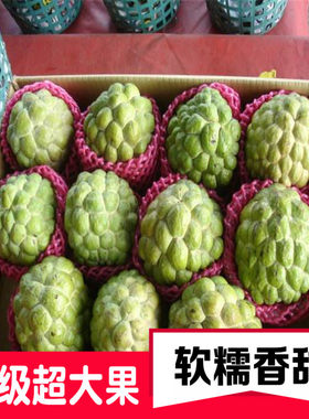 新鲜牛奶释迦6-9颗礼盒装