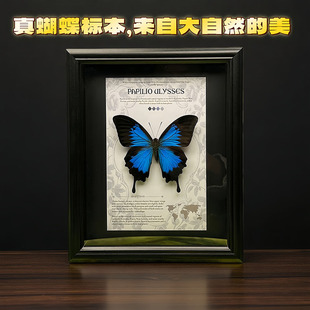 真蝴蝶标本天堂凤蝶爱神蝶欧式 饰画可挂摆件收藏级生日礼物 相框装