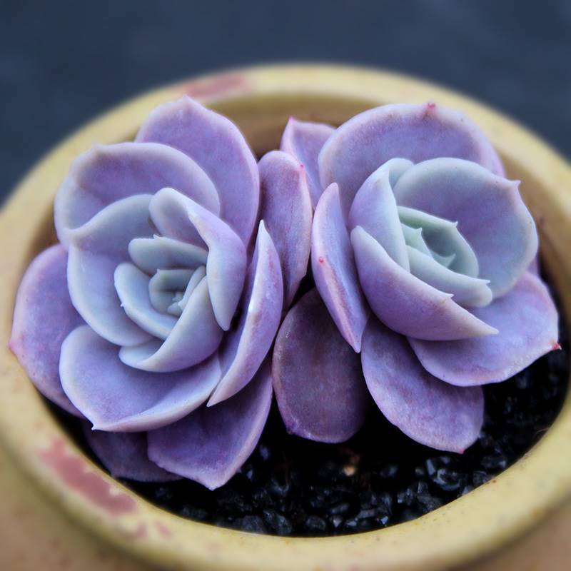 蓝色惊喜群生多头多肉植物盆栽组合套装室内阳台办公室桌面花卉