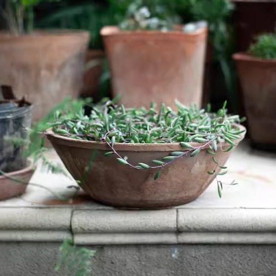 碗盆粗陶瓦盆复古多肉植物花盆创意盆泥土盆素烧创意土陶大花盆,鲜花速递/花卉仿真/绿植园艺,花盆,淘宝优惠券,粉丝福利购,淘宝优惠卷