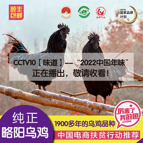 略阳山林放养农家冷鲜乌骨鸡