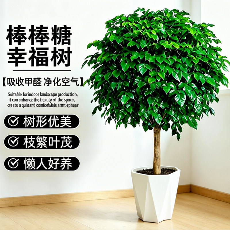 单杆棒棒糖幸福树净化空气易养活