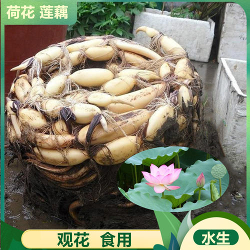 荷花苗盆栽水养莲藕种根苗食用藕种藕苗莲花碗莲种藕水生植物碗莲