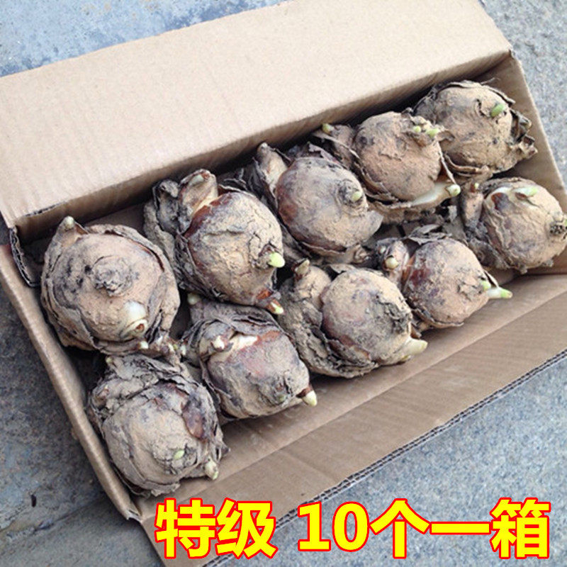 漳州水仙花种球单瓣水培冬季花卉复瓣室内水养盆栽植物重瓣花种子