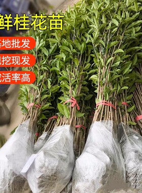 桂花树苗盆栽可食用金桂四季桂开花不断室内外阳台庭院浓香型花卉