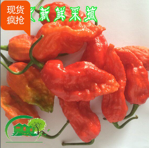云南德宏涮涮辣象鼻魔鬼红大新鲜生包赔食材佐料每天摘现货500克