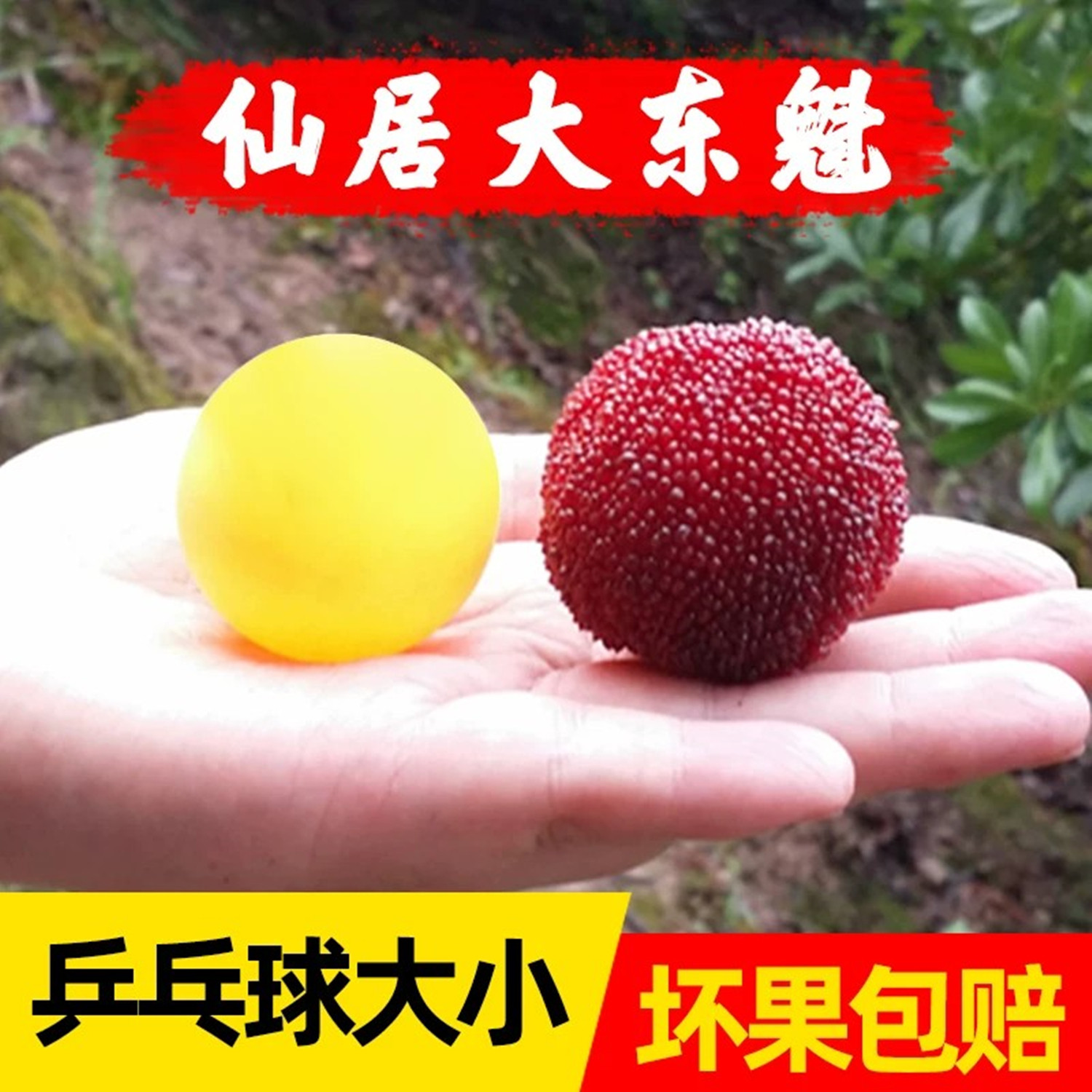 正宗仙居东魁杨梅鲜果超大当应季新鲜荸荠孕妇水果整箱顺丰礼盒10
