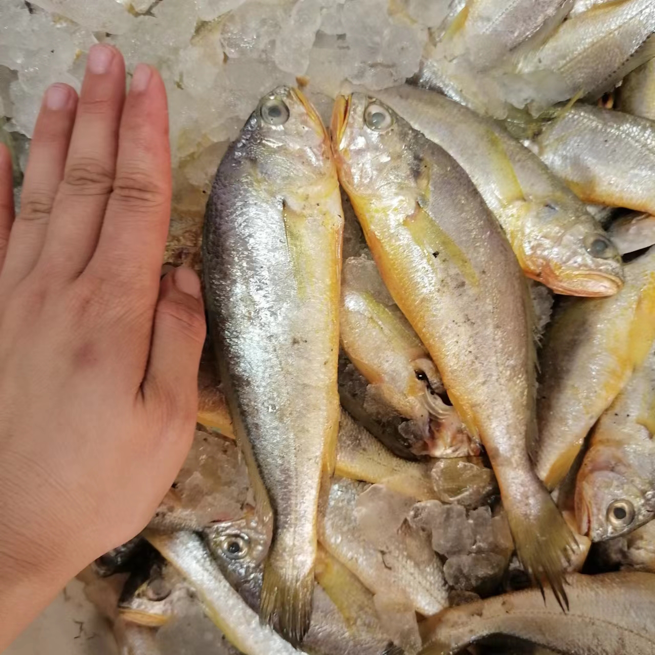 南通如东洋口港海鲜 产鲜小黄鱼  出水小黄鱼  新鲜小黄鱼 春鱼