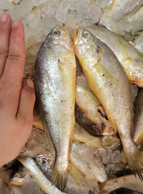 如东洋口港新鲜小黄鱼鲜黄鱼春鱼