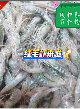 如东洋口港 红毛虾 红虾 红莽子 红芒子 炝虾 醉虾