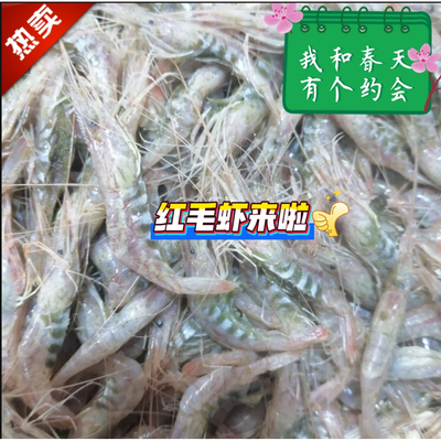 炝虾红莽子红芒子醉虾