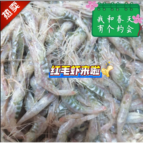 炝虾红莽子红芒子醉虾