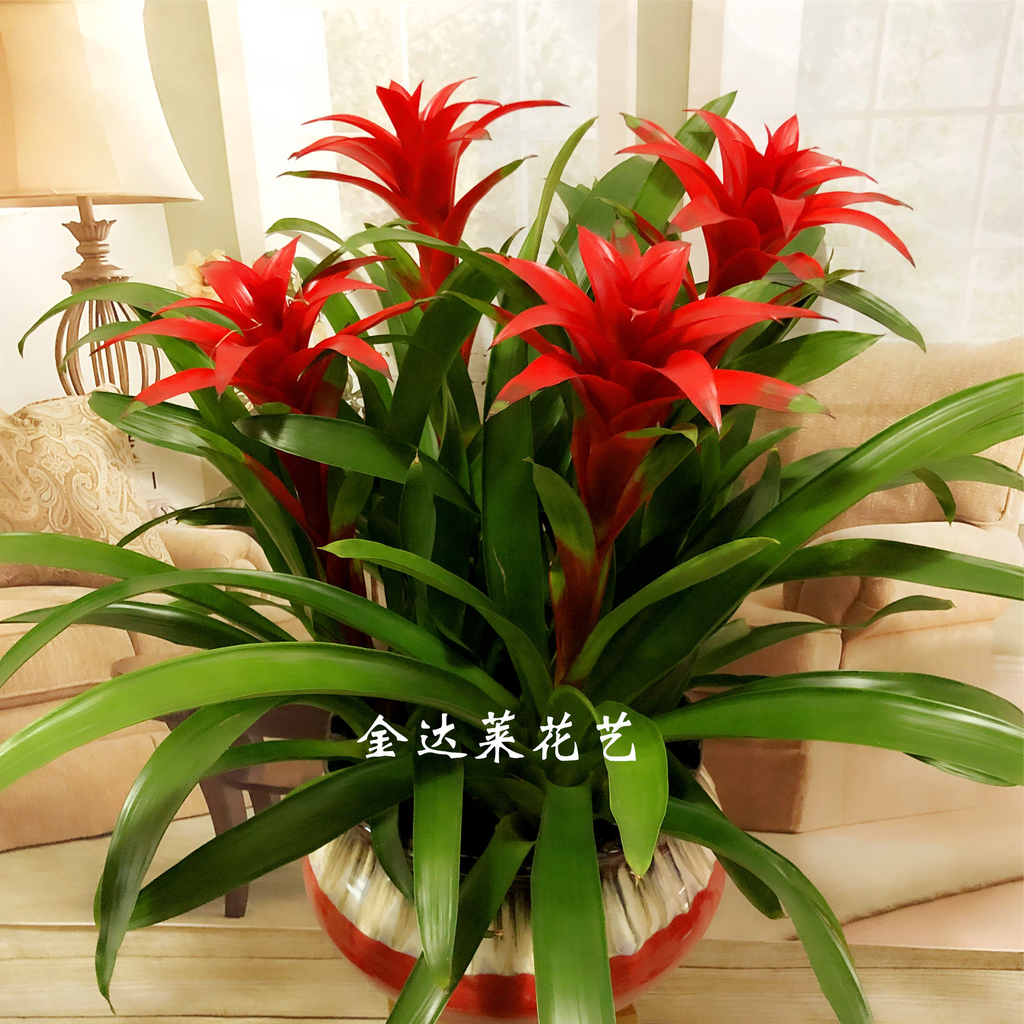 凤梨鸿运当头四季观花观叶
