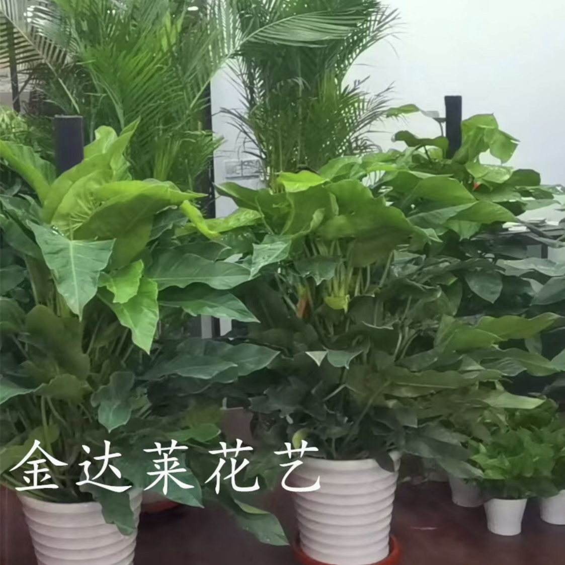 天津鲜花店开业开张庆典绿宝石盆栽大叶绿植净化空气吸甲醛客厅