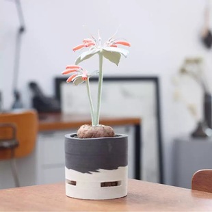 断崖女王块根月宴球根多肉植物好养奇趣桌面室内盆栽稀有迷你绿植