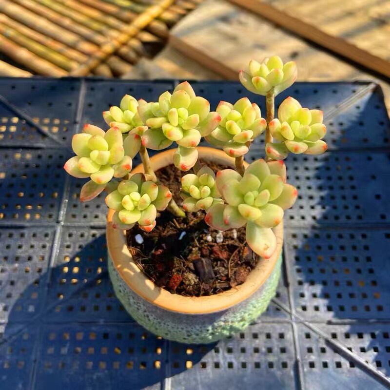 糖豆米奇多肉植物塞多纳锦糖豆锦萌肉肉贵货阳台庭院绿植盆栽花卉