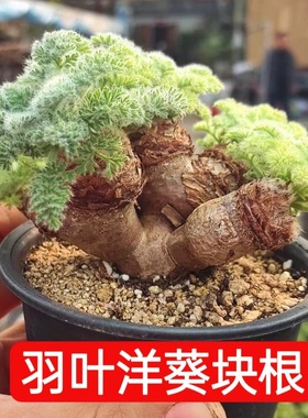 羽叶洋葵 Pelargonium triste 枯木洋葵块根绿植创意盆栽室内植物