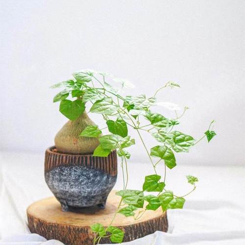 银叶睡布袋 钱袋子 多肉植物网红葫芦科块根爬藤球状盆栽好养绿植