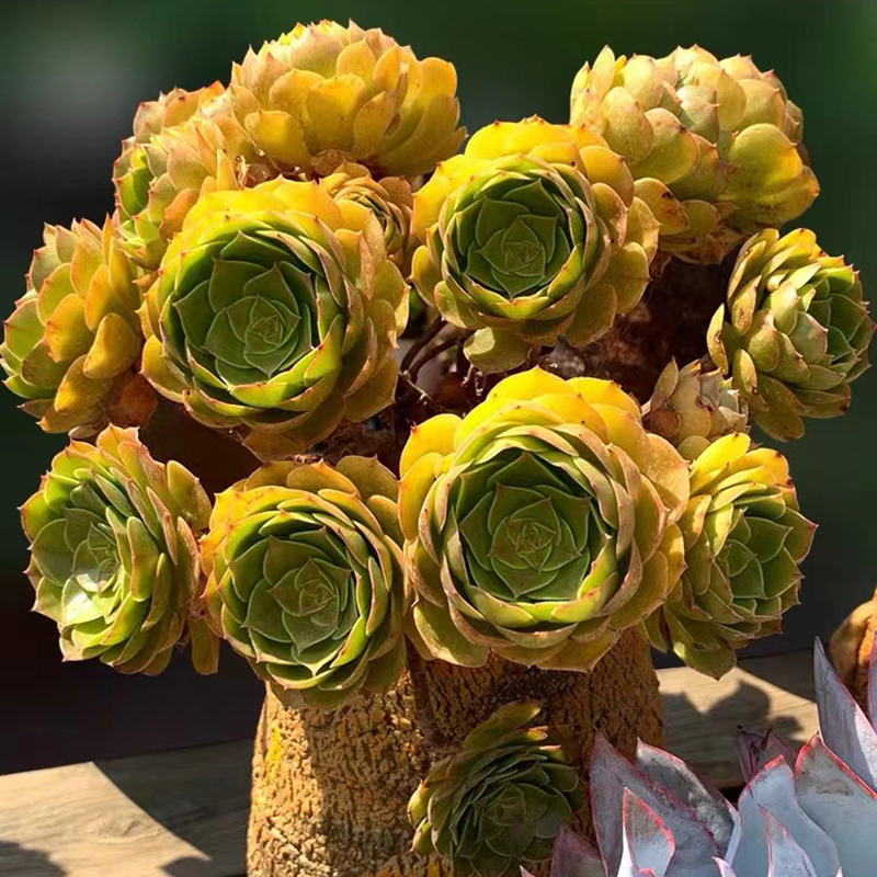 万圣节沙拉碗法师多肉植物百万翠法师超大多头精品黑法师绿植盆栽-封面