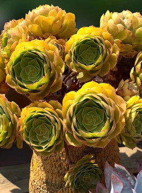 万圣节沙拉碗法师多肉植物百万翠法师超大多头精品黑法师绿植盆栽