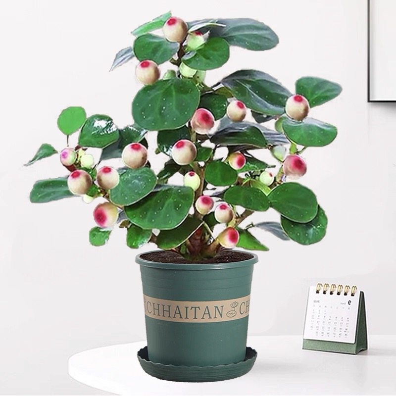 小盼菩提盆栽带果禅意菩提树室内办公桌面绿植四季好养盆景植物,鲜花速递/花卉仿真/绿植园艺,绿植,淘宝优惠券,粉丝福利购,淘宝优惠卷