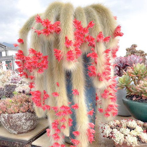 阳台庭院室内好养趣味九尾狐植物