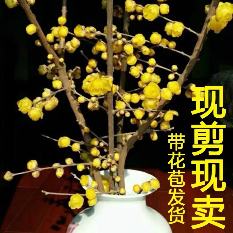 腊梅浓香型桌面客厅年宵华卉