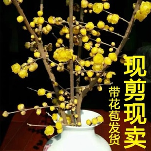 腊梅花鲜花重庆腊梅花浓香客厅摆设年宵花鲜切插花腊梅枝条开花