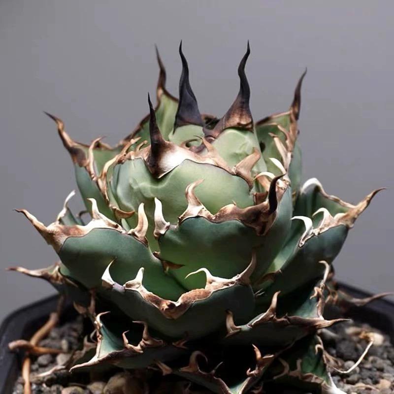 黑帝斯龙舌兰Agave Titanota Hades仁王冠沙生植物好养绿植盆栽