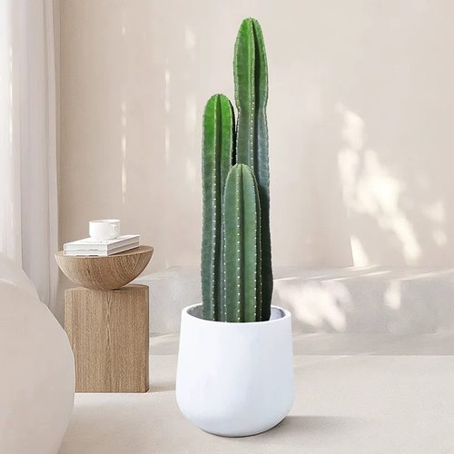 仙人柱量天尺盆栽北欧风室内大型客厅好养多肉植物无刺仙人掌盆栽