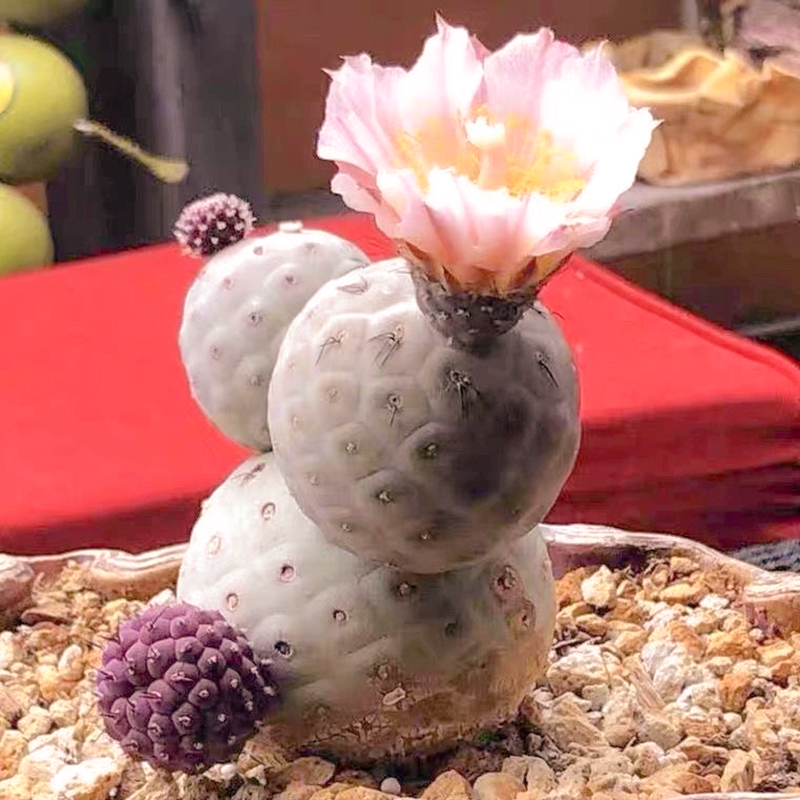 习志野仙人球 团扇开花稀有贵货多肉植物 无刺室内小盆栽