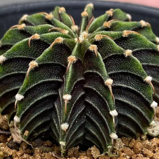 正版肋骨牡丹实生仙人球稀有高端品种贵货室内阳台仙人掌多肉植物