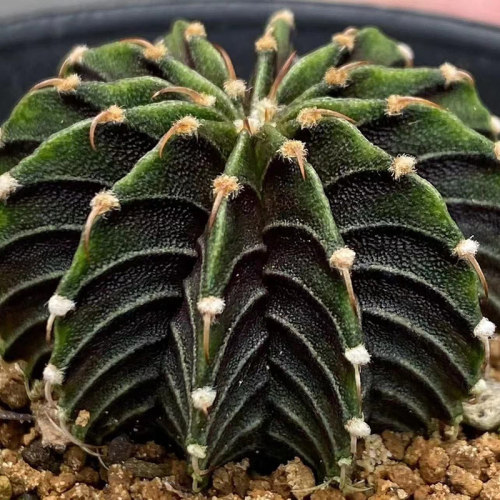 正版肋骨牡丹实生仙人球稀有高端品种贵货室内阳台仙人掌多肉植物