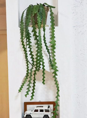 鱼骨令箭荷花稀奇植物锯齿昙花长藤垂吊室内阳台盆栽花卉绿植好养