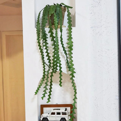 鱼骨令箭荷花稀奇植物锯齿昙花长藤垂吊室内阳台盆栽花卉绿植好养